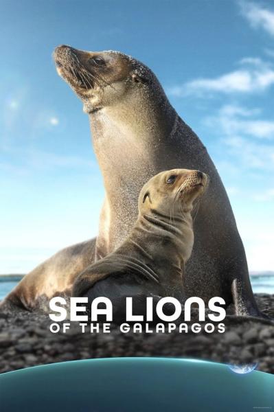 Sea Lions of the Galapagos