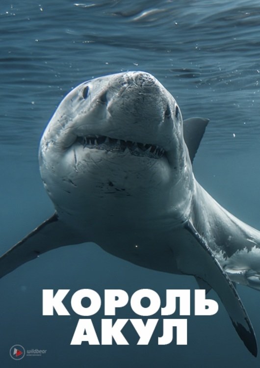 Boss Shark