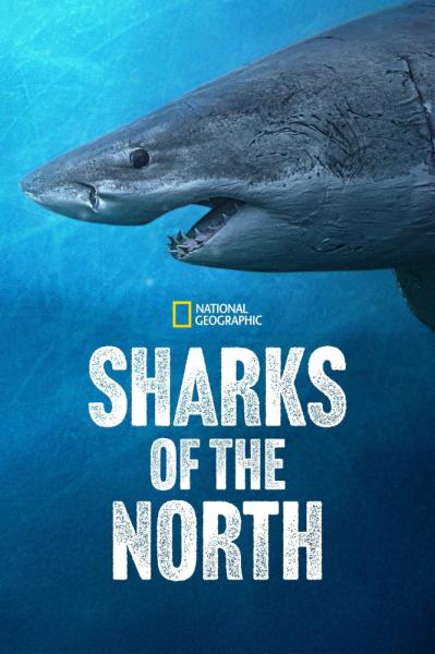 Sharks of the North