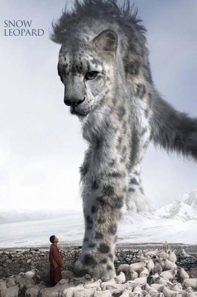 Snow Leopard