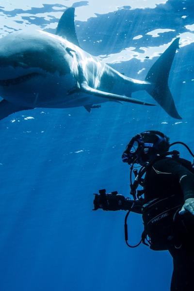 Swimming with Monsters